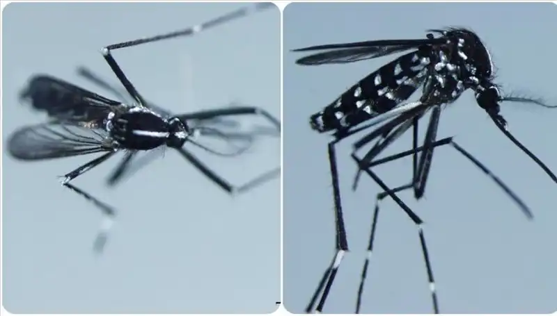 Chikungunya Virüsü: Riskler, Belirtiler ve Salgının Yaygın Olduğu Ülkeler