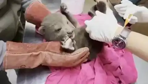 Karabük'te Yavru Bozayı Bulundu: Doğanın Gizemi Yeniden Gündemde