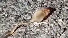 Tunceli’de Nadir Görülen Arap Tavşanı İlk Kez Fotoğraflandı!