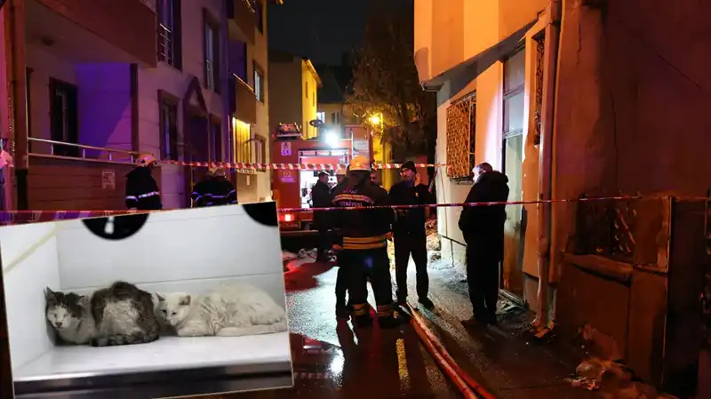 : Evde Yangın Çıktı: Korkunç Olayda 26 Kedi Hayatını Kaybetti