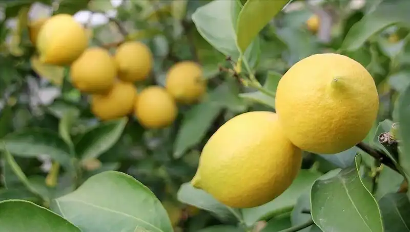 Limon Fiyatları Uçtu: 24 Liralık Yeni Rekor