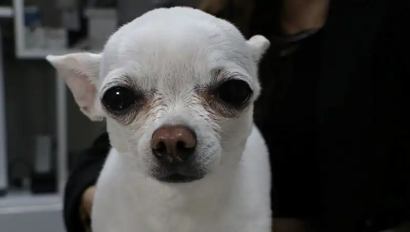 Gece Horlamasıyla Tanınan "Mini" ve Sahibi Arasındaki Komik Mücadele