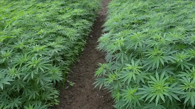 Kenevir Yetiştiriciliğinde Tarihi Adım: 21 İl için Resmi Onay!