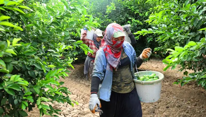 Marketteki Domates Fiyatları 150 Lirayı Geçti: Müjdeli Hasat Başlıyor!