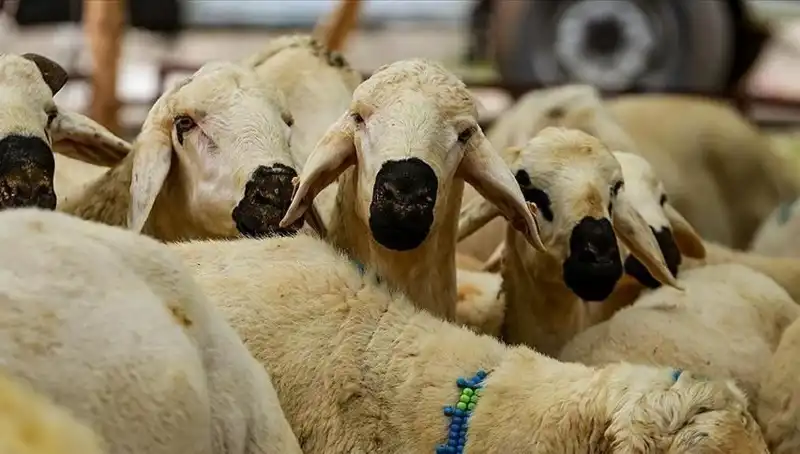 Kurban Bayramı Ne Zaman? 2023 Bayram Tatilinin Süresi Merak Ediliyor