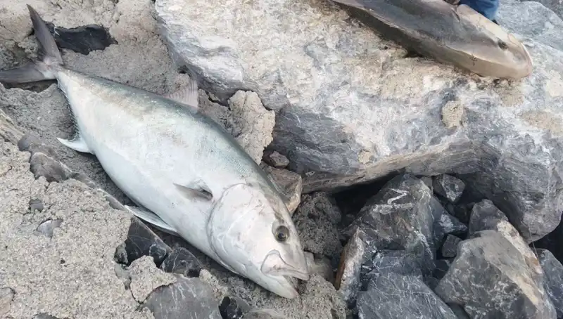 65 Kilo Ağırlığında Oltayla Yakalanan Balık, Sahibi Tarafından 18 Bin TL’ye Satıldı!