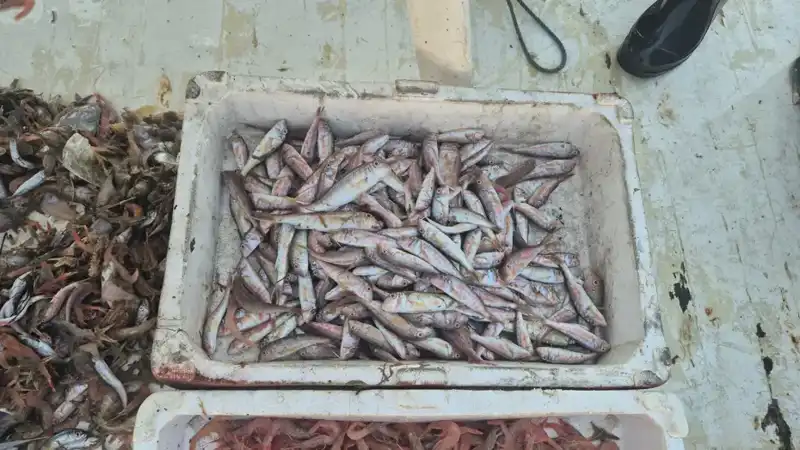 Taze Deniz Ürünleri Şehrin Limanında: Herkesin Gözdesi Oldu!